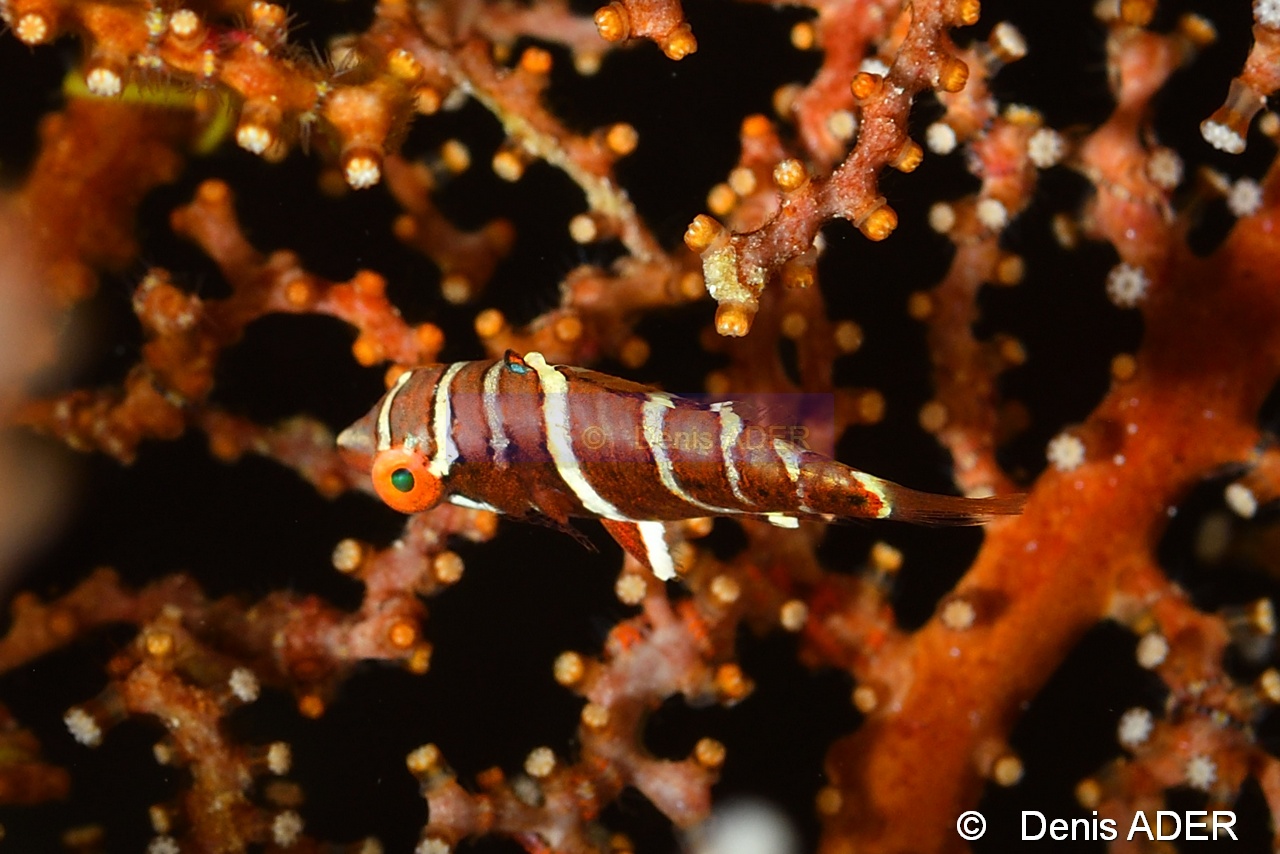 Wetmorella nigropinnata Labre pigme a taches noires juv-Wakatobi Batuata Island-12m-20180603-Denis-ADER-DSC_3757_tn.jpg